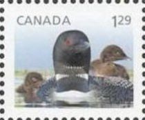 Common Loon (Gavia immer)