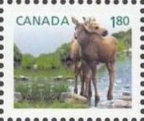 Moose (Alces alces)