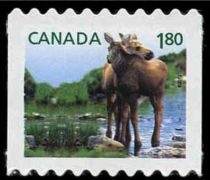 Moose (Alces alces)