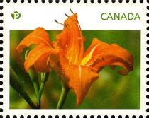 Daylilies orange