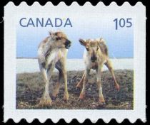 Caribou (Rangifer tarandus)