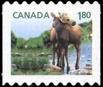 Moose (Alces alces)