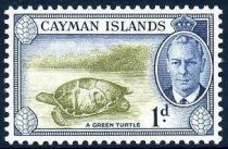 Green Sea Turtle (Chelonia mydas)