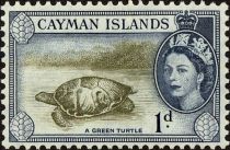 Green Sea Turtle (Chelonia mydas)