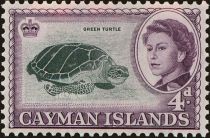 Green Sea Turtle (Chelonia mydas)