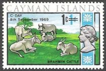 Brahman Cattle (Bos primigenius indicus)