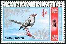 Cayman Thrush (Turdus ravidus)