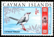 Cayman Thrush (Turdus ravidus)