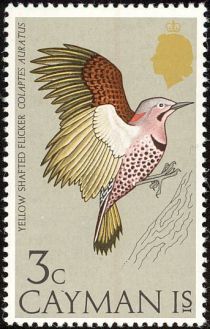 Yellow-shafted Flicker (Colaptes auratus)