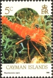 Red Night Shrimp (Rhynchocinetes rigens)