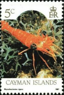 Red Night Shrimp (Rhynchocinetes rigens)