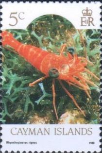 Red Night Shrimp (Rhynchocinetes rigens)