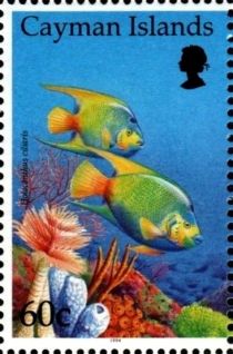 Queen Angelfish (Holacanthus ciliaris)