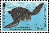 Leatherback Sea Turtle (Dermochelys coriacea)