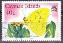 Cloudless Sulphur (Phoebis sennae)