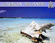 Little Cayman driftwood