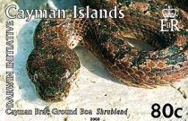 Cayman Brac Ground Boa (Tropidophis caymanensis)