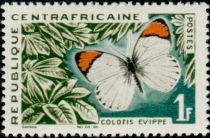 Orange-tip Butterfly (Colotis evippe)