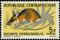 Congo Forest Rat (Deomys ferrugineus)