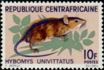 Peter's Striped Mouse (Hybomys univittatus)