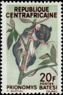 Dollman's Tree Mouse (Prionomys batesi)