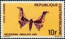 Moth (Holocerina angulata)