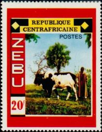 Zebu Cattle (Bos primigenius indicus)