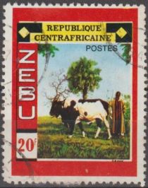 Zebu Cattle (Bos primigenius indicus)