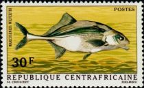 Congo Parrotfish (Marcusenius wilverthi)