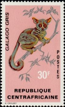 Northern Lesser Galago (Galago senegalensis)