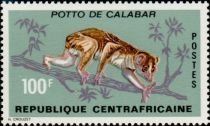 Calabar Angwantibo (Arctocebus calabarensis)