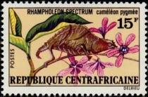 Cameroon Stumptail Chameleon (Rhampholeon spectrum)