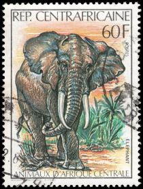 African Elephant (Loxodonta africana)