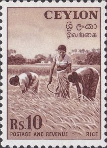 Harvesting Rice