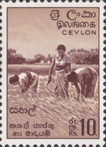 Rice Harvest - Redrawn