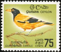 Black-hooded Oriole (Oriolus xanthornus ssp. ceylonensis)