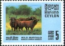 Wild Buffalo (Bubalus bubalis bubalis)