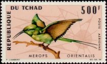 African Green Bee-eater (Merops orientalis)