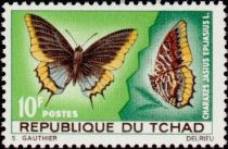 Cream-bordered Charaxes (Charaxes jasius epijasius)