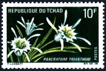 Pancratium trianthum