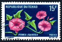 Ipomoea aquatica