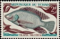 Nile Tilapia (Tilapia nilotica)