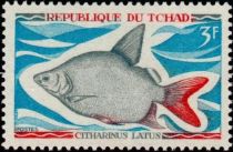 Moonfish (Citharinus latus)