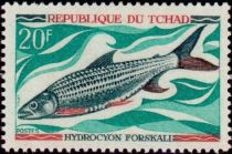 Elongate Tigerfish (Hydrocynus forskahlii)