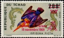 African Pygmy-Kingfisher (Ispidina picta) - overprint