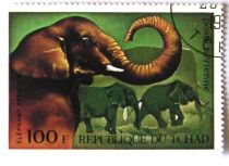 African Elephant (Loxodonta africana)