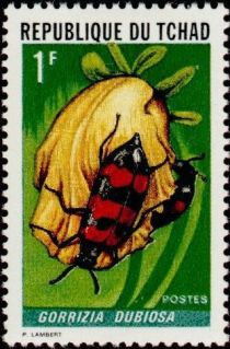 Blister Beetle (Gorrizia dubiosa)