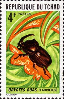 Rhinoceros Beetle (Oryctes boas)