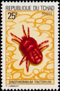 Red Velvet Mite (Dinothrombium tinctorium)