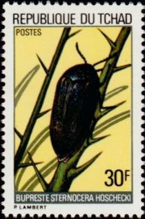 Jewel Beetle (Buprestis sternocera)